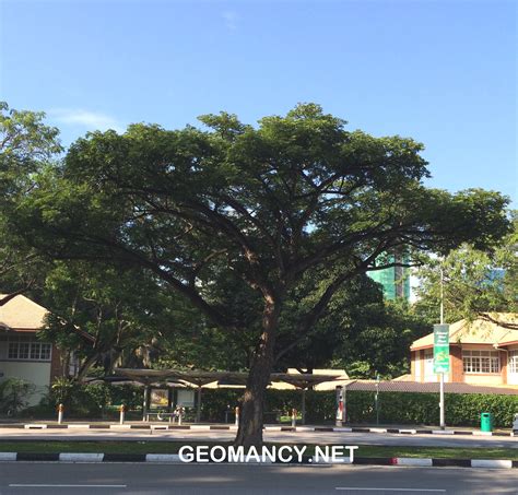 The Angsana tree or truly a huge majestic "umbrella" (shade) tree ...