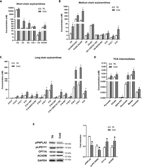 Chronic Cold Exposure Induces Autophagy To Promote Fatty Acid Oxidation