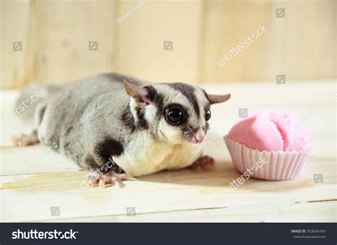 Fat Sugar Glider Want Eating Cotton Stock Photo 303694769 | Shutterstock