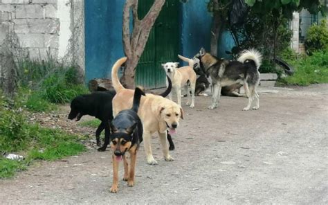 Hay Cerca De Dos Millones De Perros Callejeros En Coahuila El Sol De La Laguna Noticias