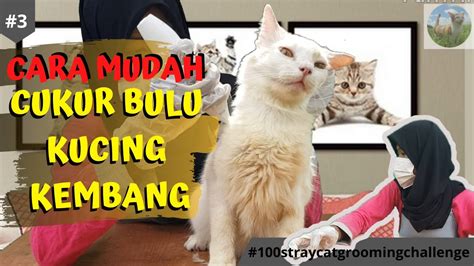 Alamak Dino Kena Lion Cut Cara MUDAH Cukur Bulu Kucing TUTORIAL EASY