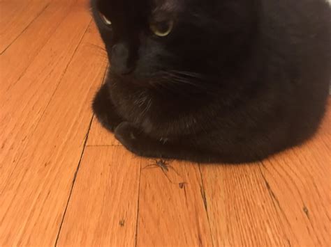 1158 best Spider Cat images on Pholder | Spiderman PS4, Spiderman and Cats