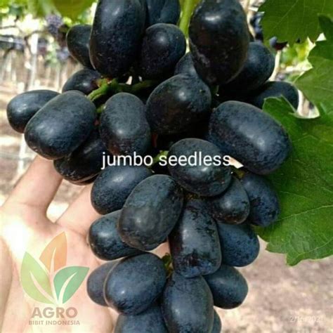 Jual Bibit Anggur Import Jumbo Seedless Agro Bibit ID