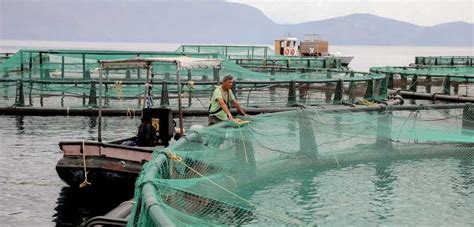 Shaping The Future Of Sustainable Aquaculture Fish Focus