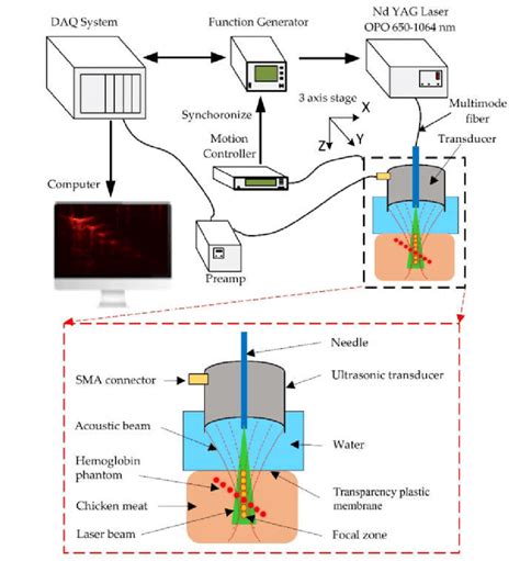 A Schematic Of The Photoacoustic Microscopy Pam Experimental System