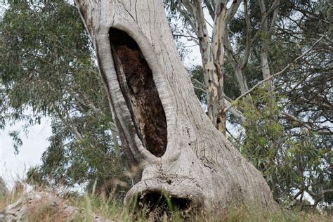 A World Away - Woodlands Historic Park - Conservation Volunteers Australia