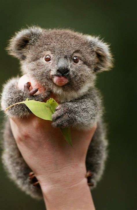 Épinglé sur Adorable Aussie animals