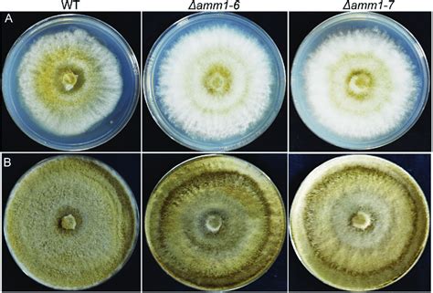 Growth Characteristics Of Trichoderma Virens G And Two Independent