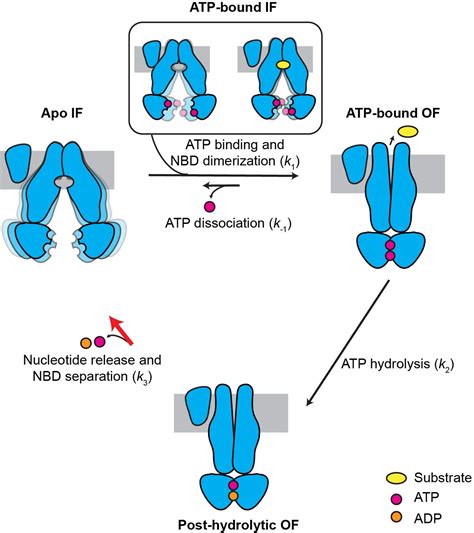 Characterization Of The Kinetic Cycle Of An Abc Transporter By Single