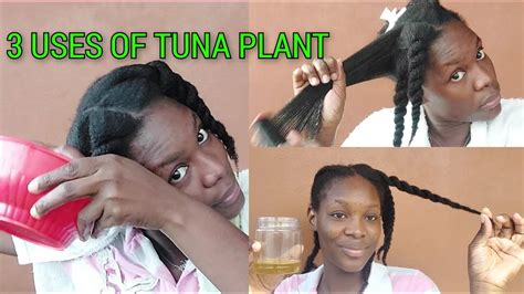 3 Ways To Use Tunacactus Plant For Massive Hair Growth Tuna Plant