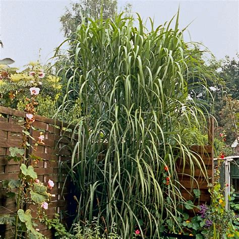 Miskant olbrzymi Miscanthus giganteus opis wygląd wymagania