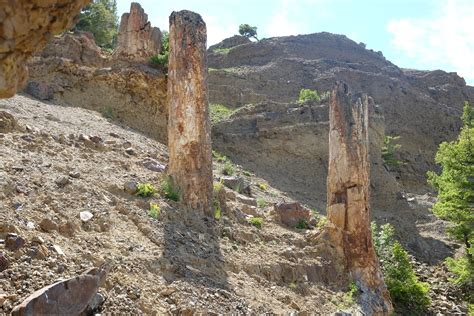 petrified tree yellowstone trail - William Kaufman