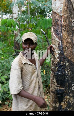 Rubber Tree Plantation Dukoue Ivory Coast Cote D Ivoire West Africa