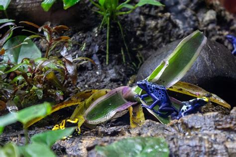 Premium Photo Blue Poison Dart Frog Dendrobates Tinctorius Azureus