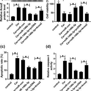 MiR 146b 3p Overexpression Mediated Pro Viability And Anti Apoptosis