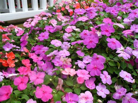 Flerårige blomster: 75 fotos af de bedste uhøjtidelige planter til ...