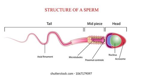 Nucleus of the sperm cell – Telegraph