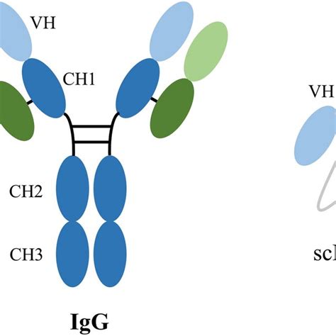 Schematic Representations Of Igg Antibody And Scfv The Igg Consists Of