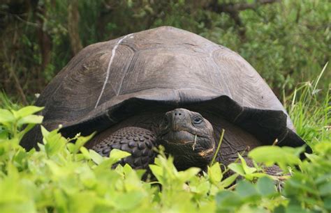 Scientists announce the discovery of a new giant tortoise species in ...