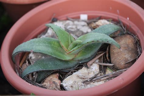 Aloe Lavranosii 2016 02 30 Cm Pot This Plant Was Bought Flickr