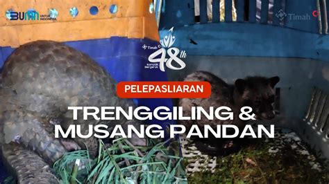 Pt Timah Bersama Alobi Foundation Lepasliarkan Dua Satwa Ke Hutan