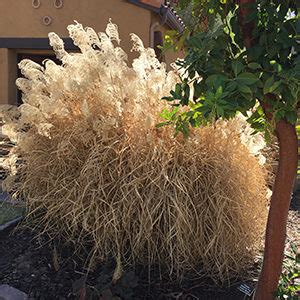 Pruning Ornamental Grasses A Step By Step Guide