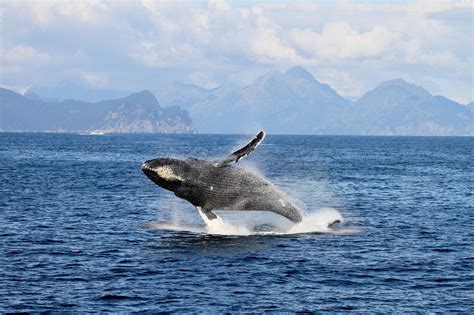 Alaska Whale Watching Tours Whalewatching In Alaska