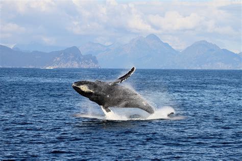 Alaska Whale Watching Tours | Whalewatching in Alaska