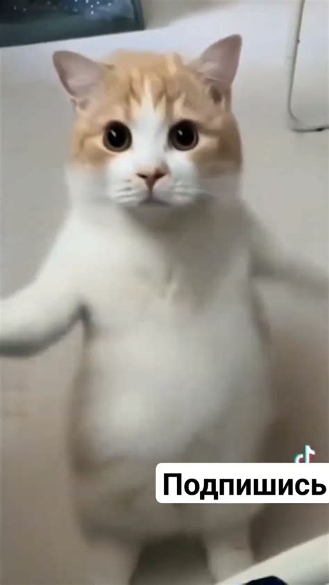 кошка танцует мем,подпишись #музыка #мем #memes #рекомендации #shorts ...