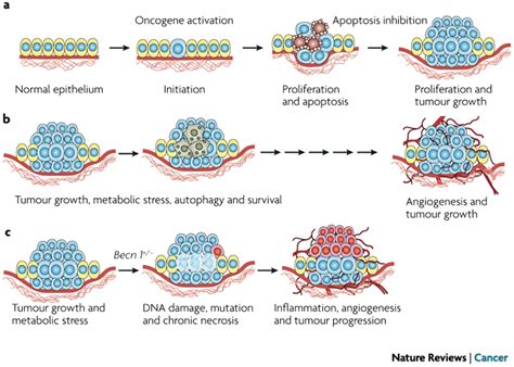 Role Of Apoptosis And Autophagy In Tumorigenesis A Tumour Initiating