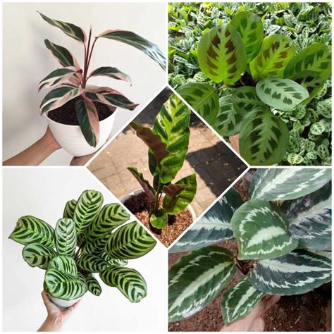 Jual Paket 5 Jenis Tanaman Hias Calathea Di Seller Gardener Landscape