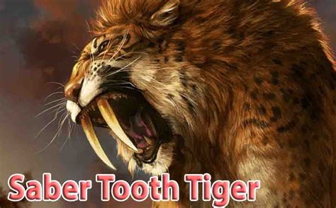 Saber Tooth Tiger