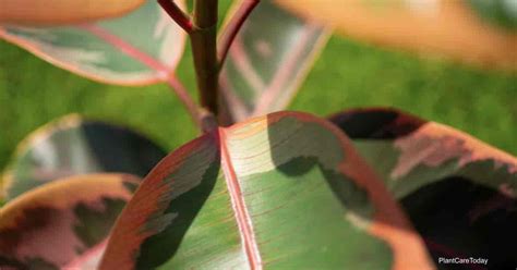 Hoe Ficus Elastica Ruby Plants Te Kweken En Te Verzorgen