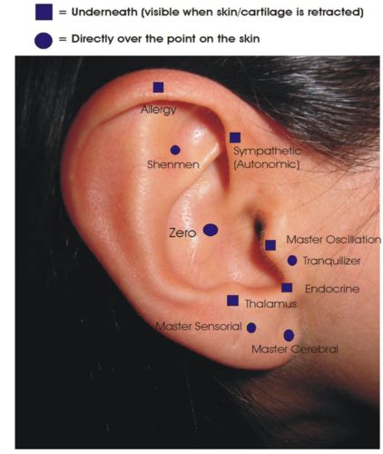 Auricular Acupuncture Flashcards Quizlet