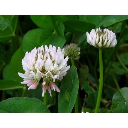 Amazon White Dutch Clover 30 000 Seeds 1 Oz Bulk USA Harvested