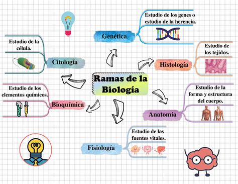 Mapa Mental Ramas De La Biolog A Estudio De Los Genes O Estudio De