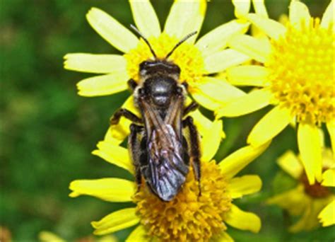 Andrena pilipes Schwarze Köhler Sandbiene Andrenidae Sandbienenartige