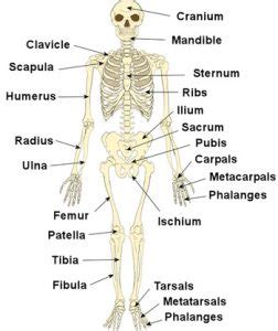 The Human Skeleton - Bones, Structure & Function - TeachPE.com