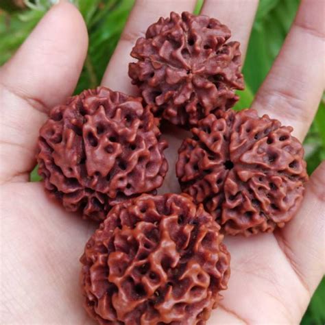 Jual Biji Jenitri Genitri Mukhi 6 Mukhi 7 Besar Random Rudraksha