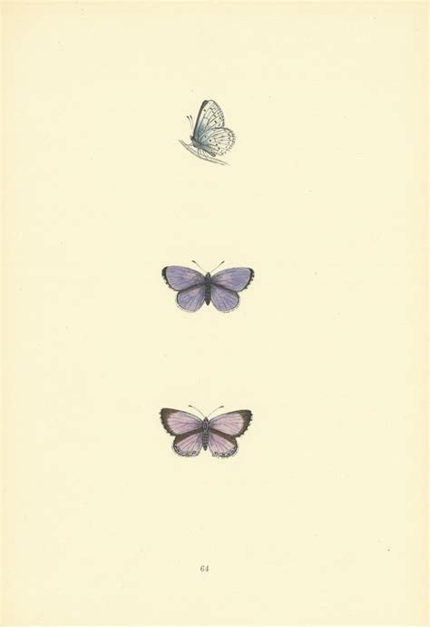 British Butterflies Holly Blue Morris 1893 Old Antique Vintage Print