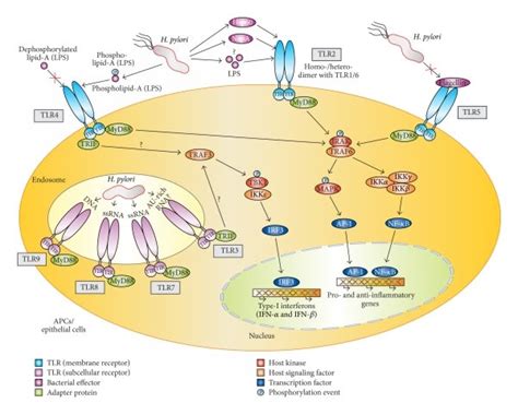 H Pylori Mediate Crosstalk With Toll Like Receptors Tlrs To