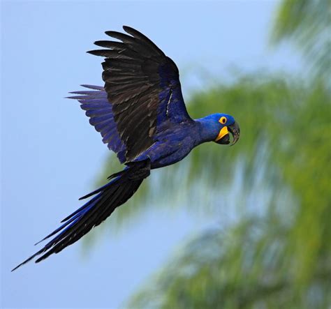 Brasileña luego de trabajar 30 años salva al guacamayo azul de la