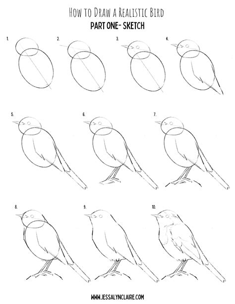 How To Draw Realistic Birds Part One Starting With A Sketch