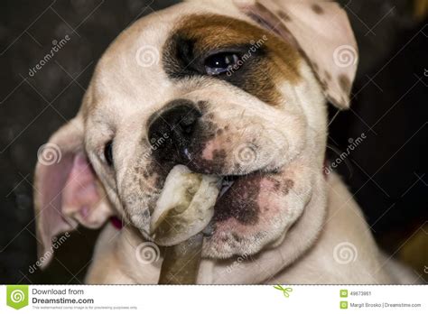 English Bulldog Puppy Stock Image Image Of Nose Treat 49673861
