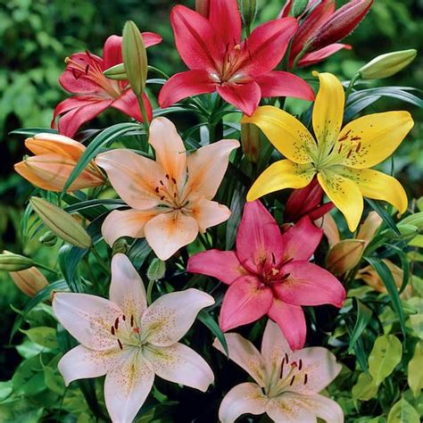 Van Zyverden Lilies Dutch Asiatic Mixture Bulbs Pack Of The