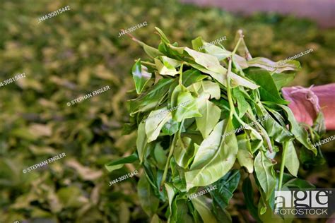 Sri Lanka, Asia, Tea factory, Handunugoda, Olong tea, tea factory ...