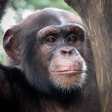 Apes Not Monkeys Babak Fakhamzadeh