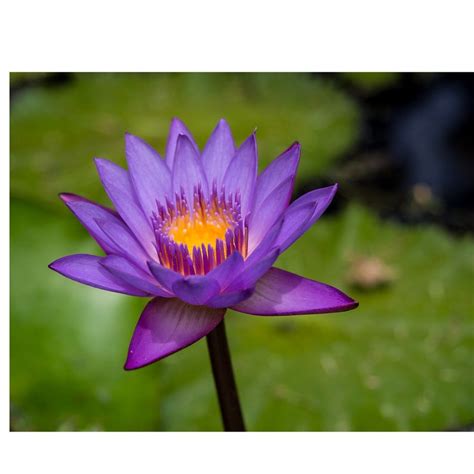 Organic Dried Blue Lotus Flower Nymphaea Caerulea Egyptian Blue Lotus