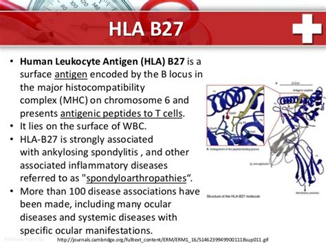 Some Basic Information About Hla B Lab Test