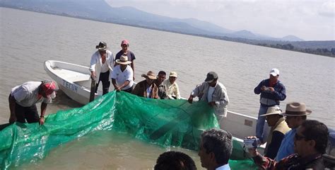 Siembran Mil Cr As De Pez Blanco En El Lago De P Tzcuaro Atiempo